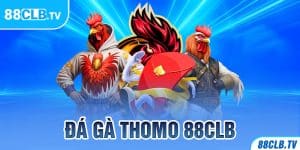 ĐÁ GÀ THOMO 88CLB